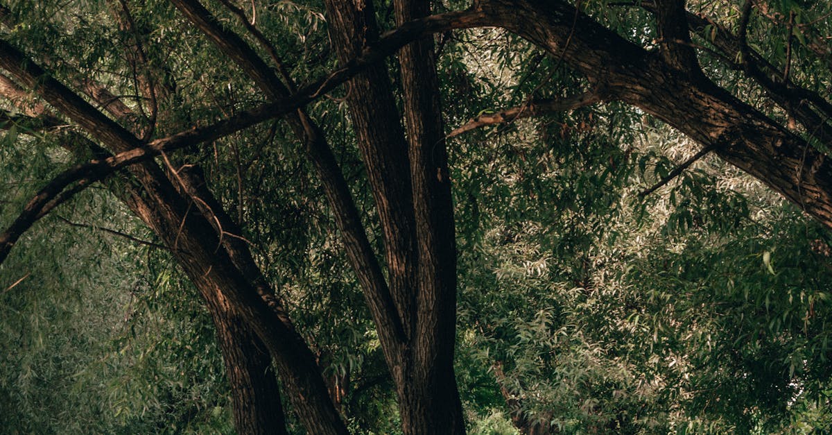 Assessing the Benefits of Heat-Resistant Synthetic Grass for Warm Climates