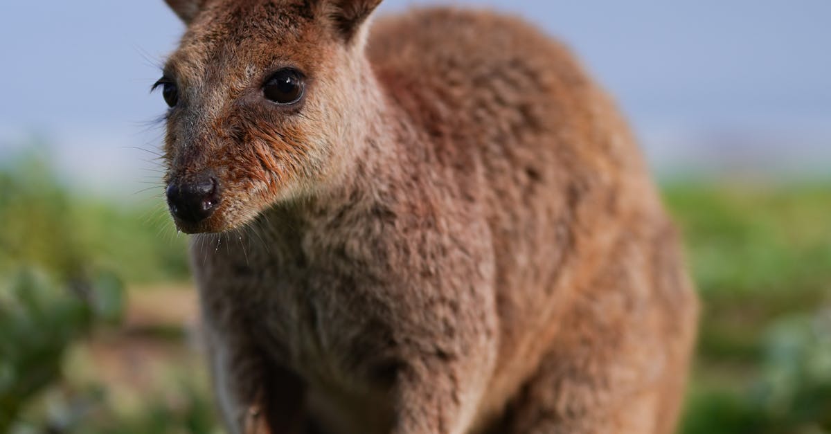 Autumn Leaf Management for Synthetic Grass