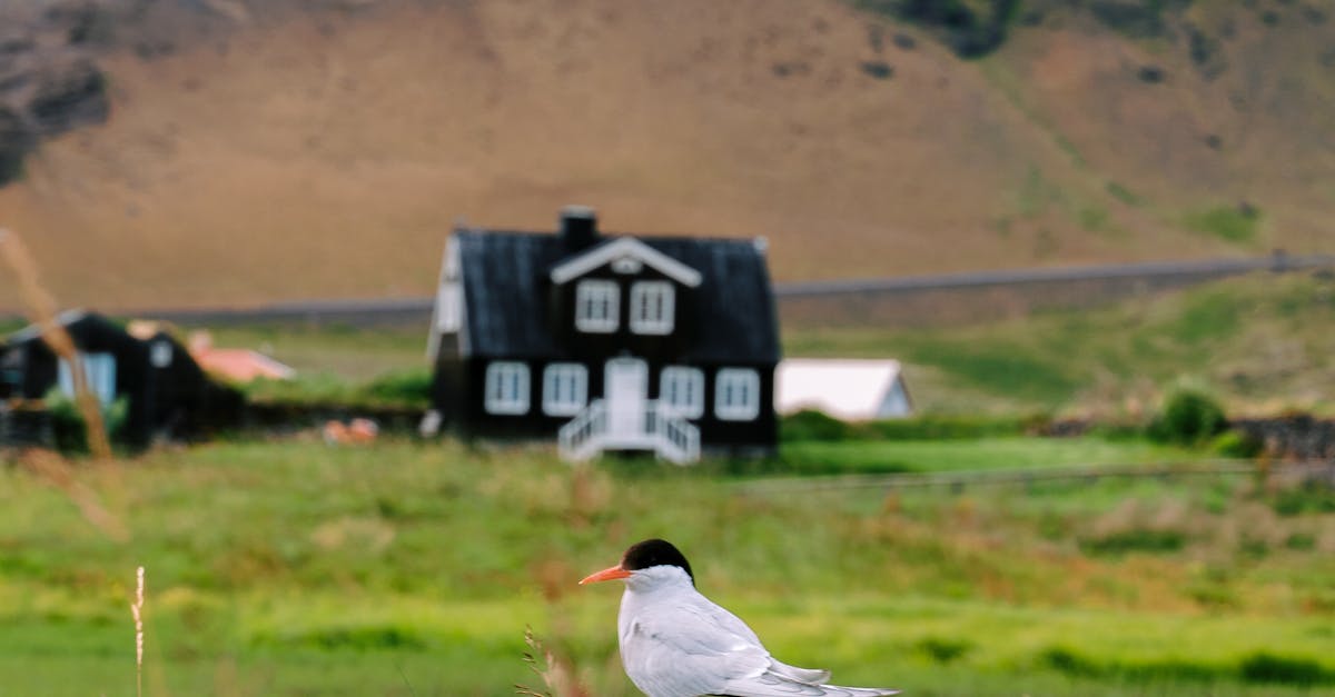 Choosing the Right Herbicides for Synthetic Grass Applications