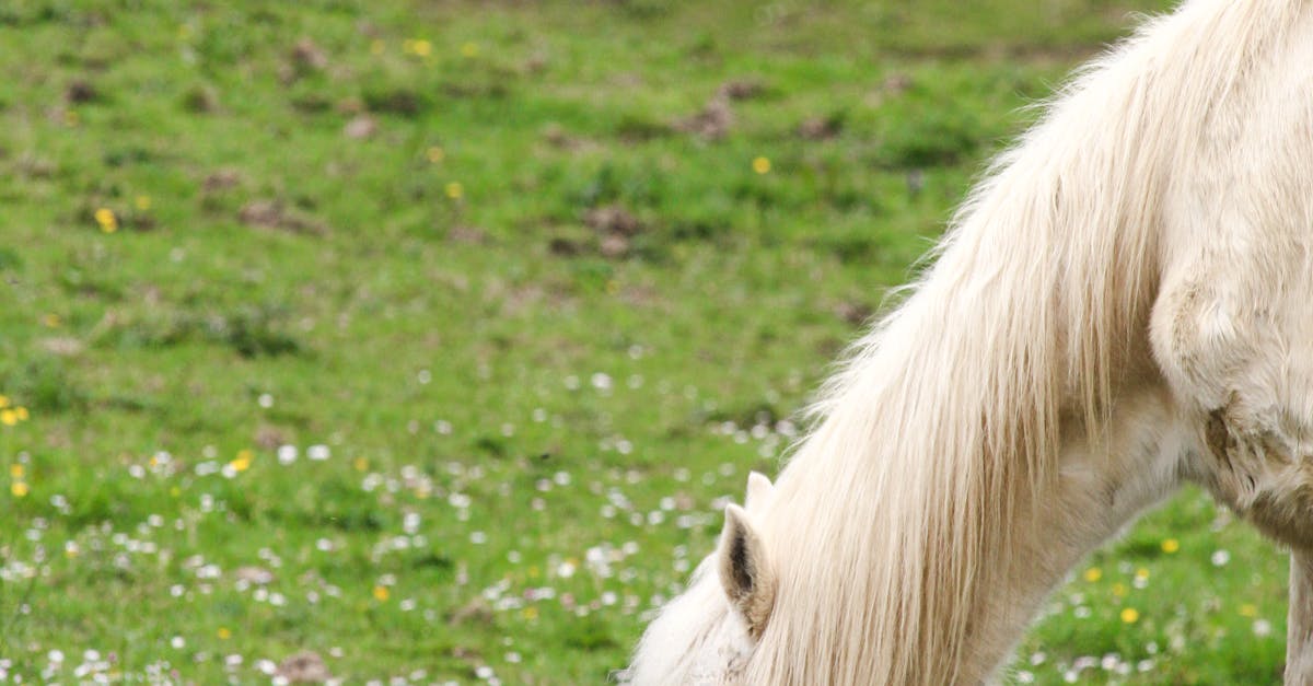 Comparing Monofilament and Polypropylene Grass Types for Gold Coast
