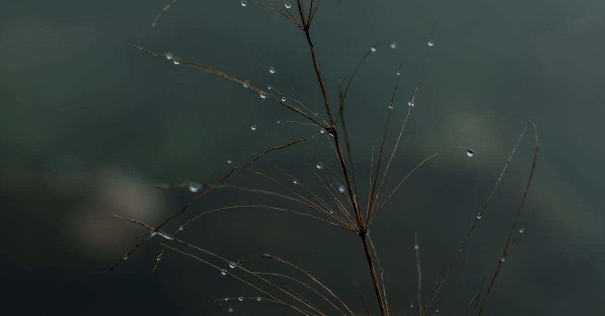 Comparing the Price of Synthetic Grass vs Natural Grass Installation