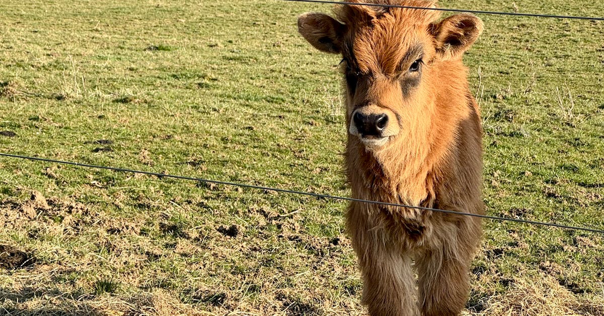 DIY Cleaning Solutions for Synthetic Turf Maintenance