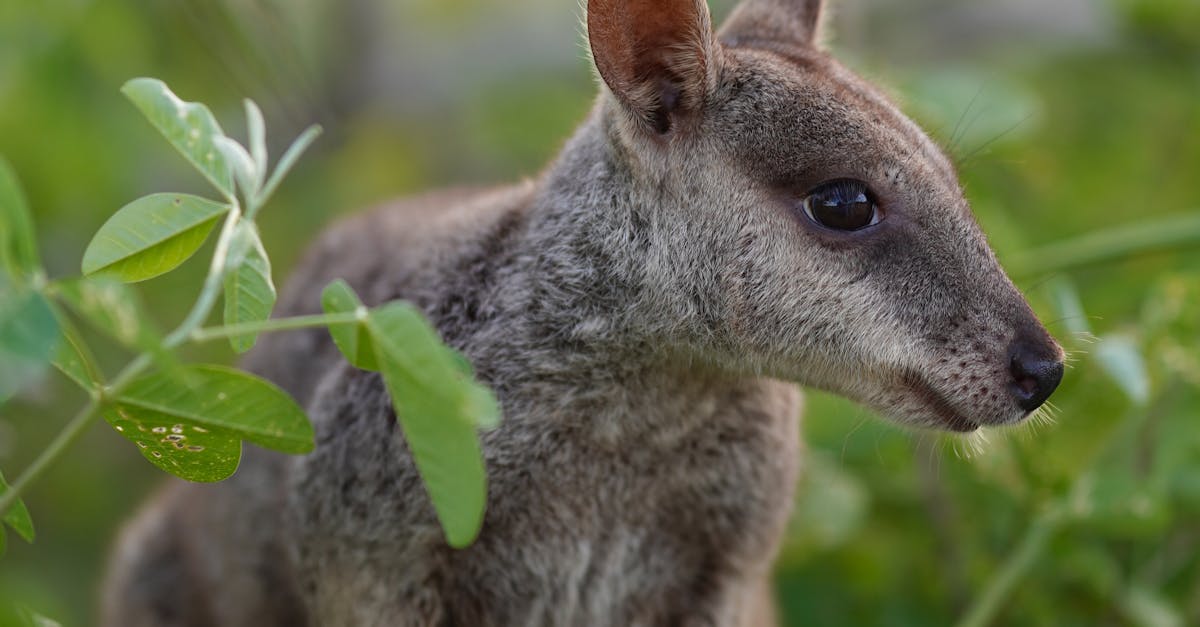Effective Techniques for Weeding Synthetic Grass in Gold Coast