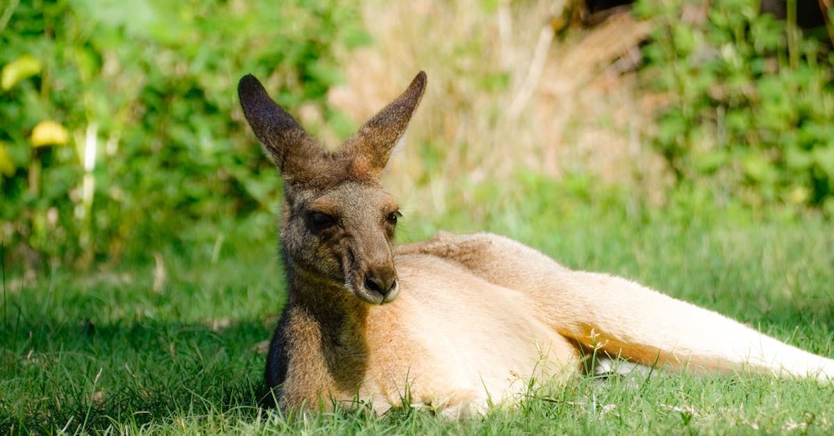 Enhancing Urban Green Spaces with Environmentally Friendly Synthetic Grass