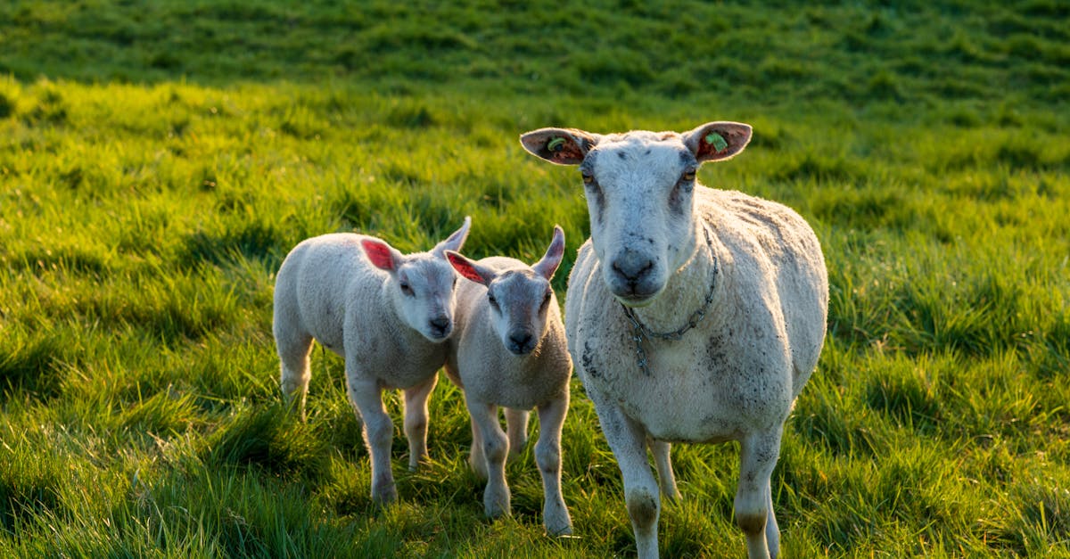 Evaluating the Carbon Footprint of Synthetic Grass Compared to Natural Turf