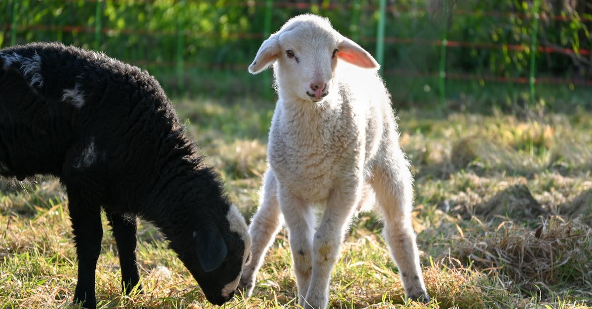 How Often Should You Clean Your Synthetic Grass?