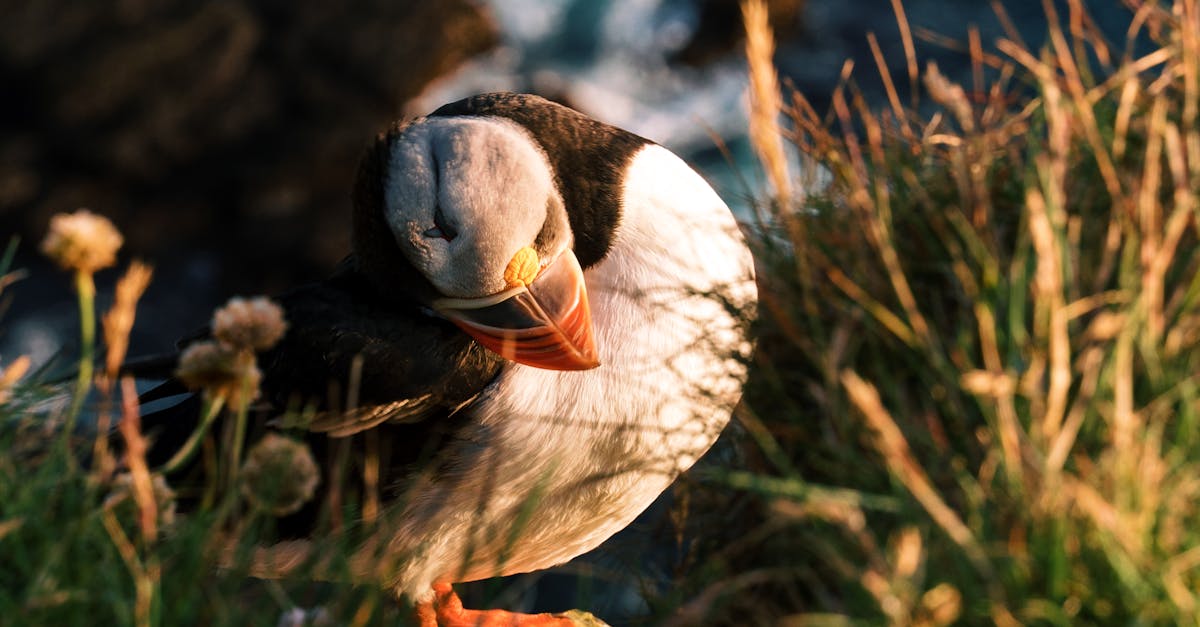 How Synthetic Grass Reduces Water Bills in the Gold Coast