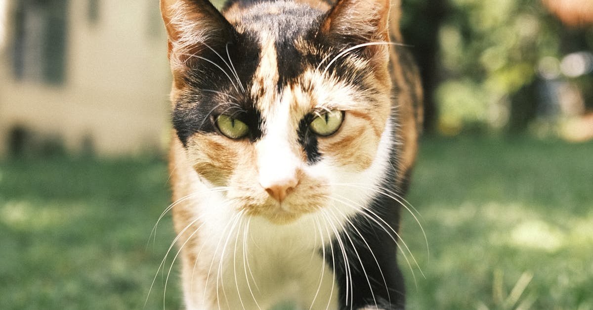 How to Ensure Long-lasting Synthetic Turf through Regular Care