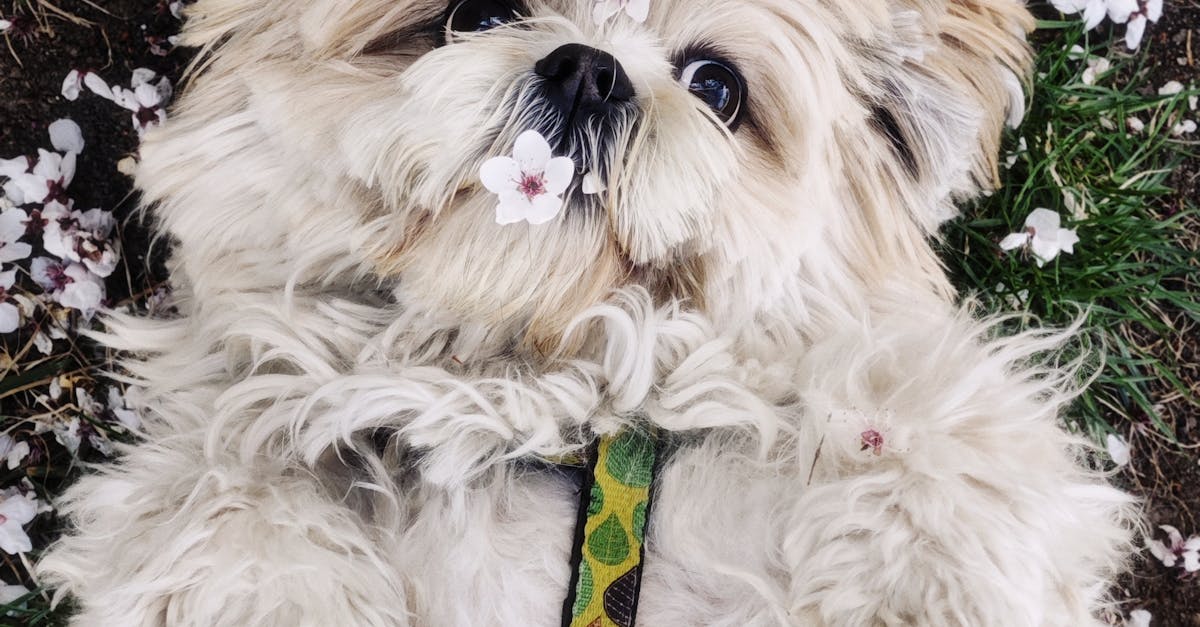 Investing in Synthetic Grass: A Wise Financial Decision for Gold Coast Residents