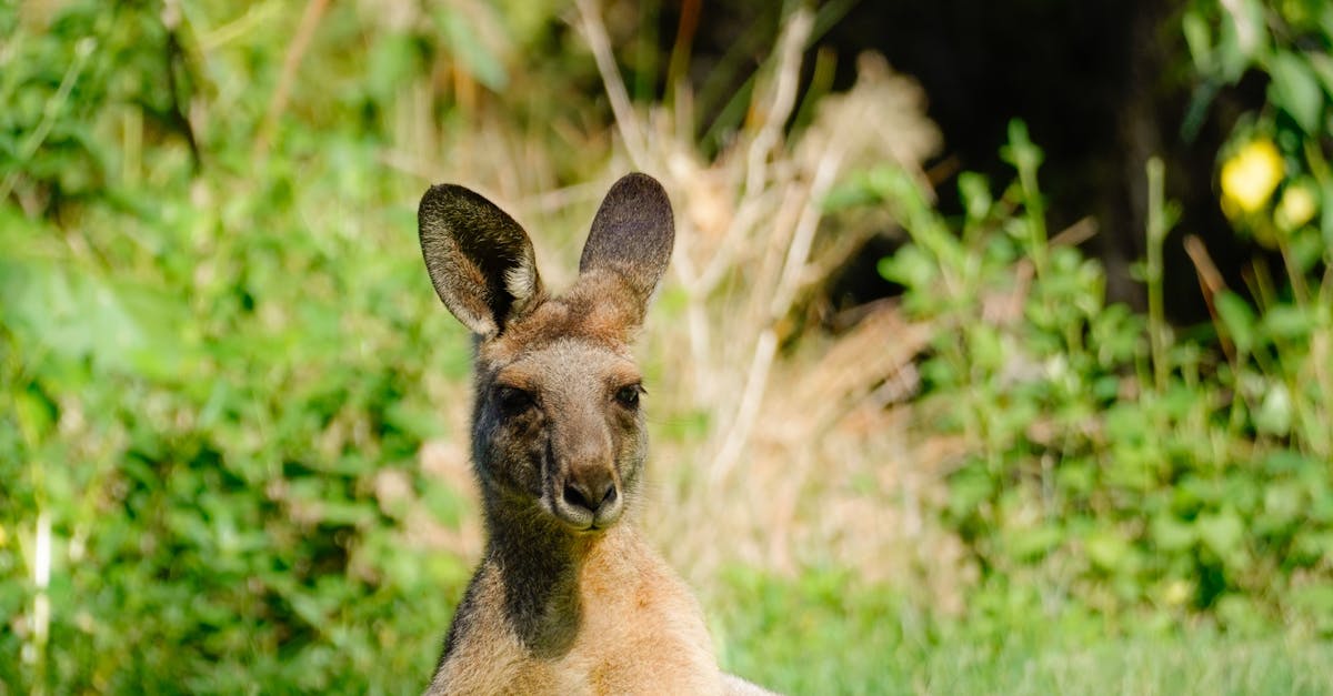 Planning for Rainwater Management with Synthetic Turf Installations