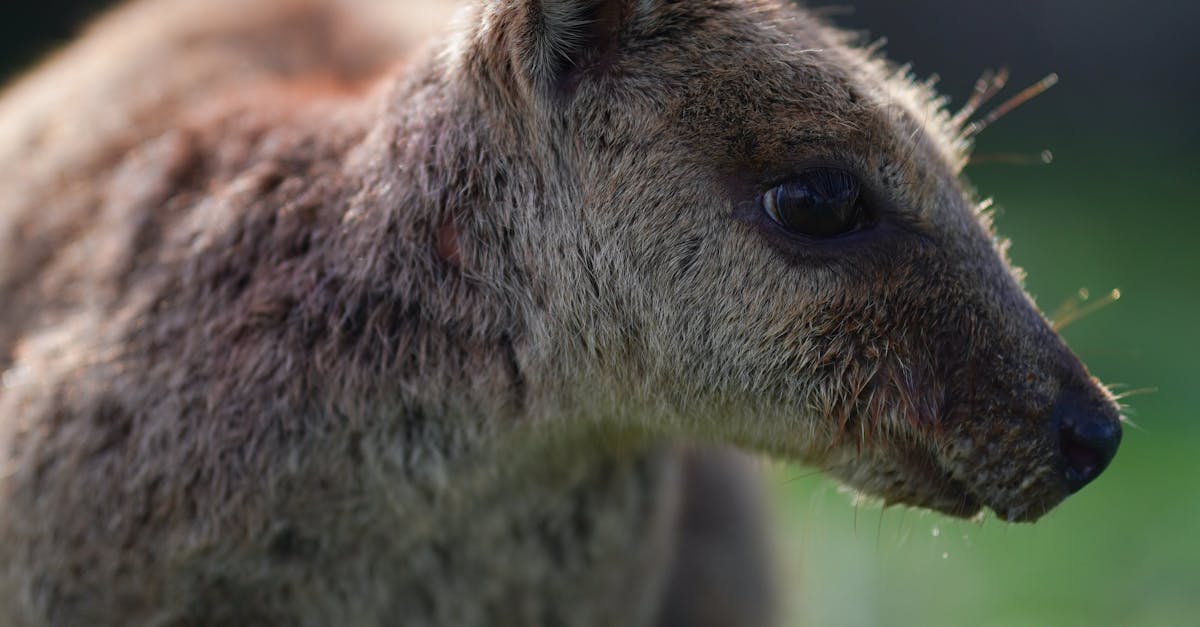 Preparing Your Synthetic Grass for the Summer Heat