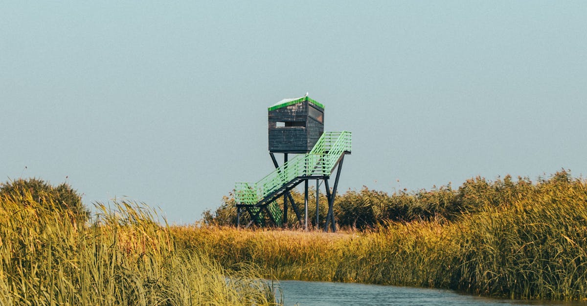 Safe Synthetic Grass Options for Families with Pets