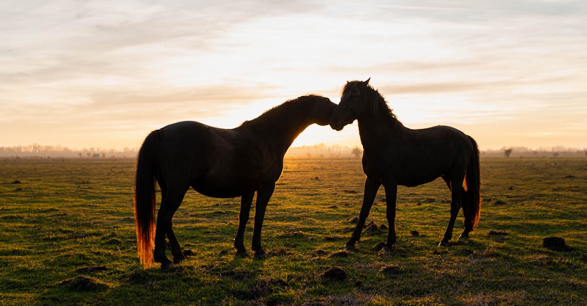 Seasonal Strategies for Weeding Synthetic Grass Areas