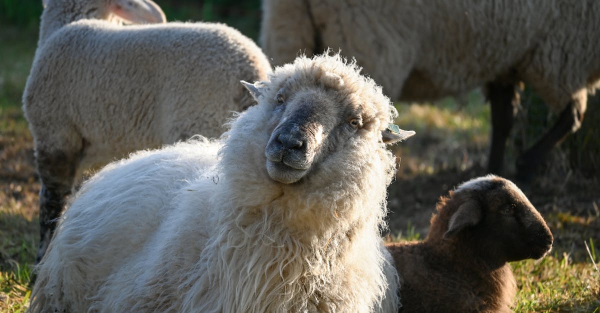 Step-by-Step Guide to Repairing Tears in Synthetic Turf