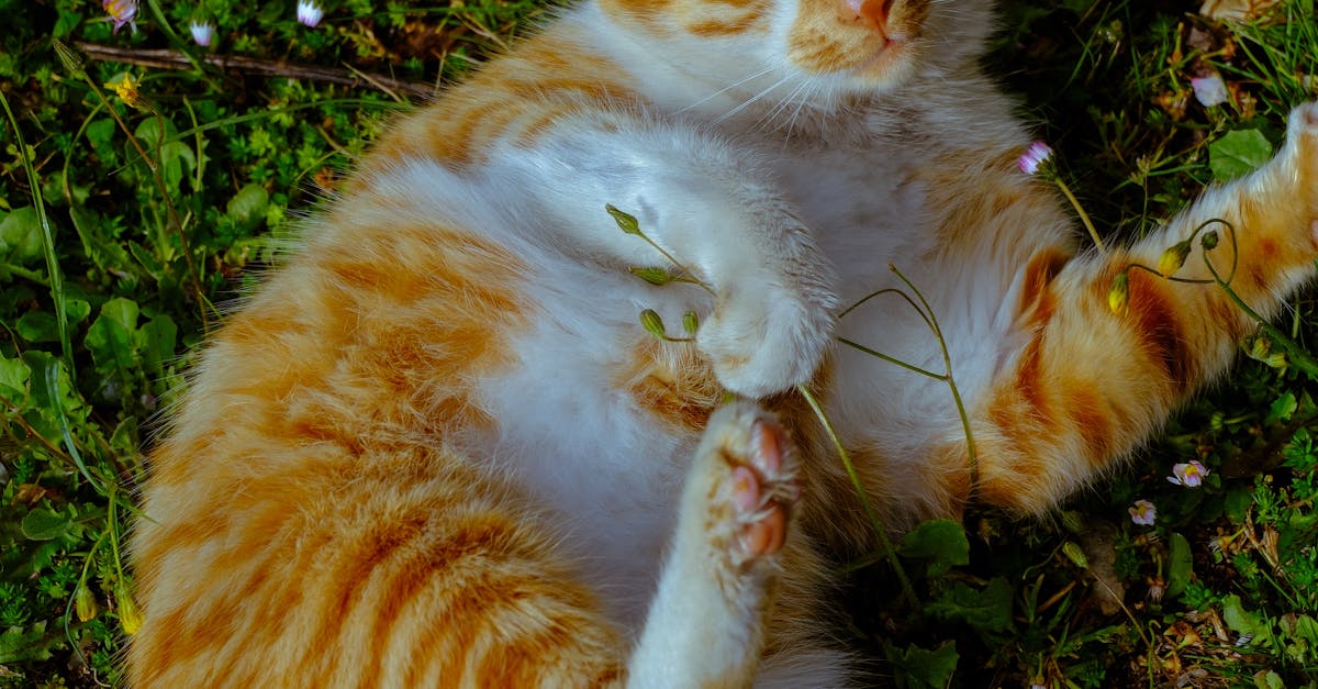 Sustainable Practices in the Production of Synthetic Grass