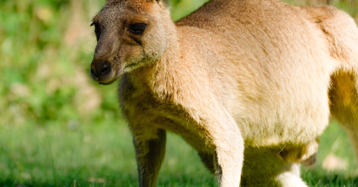 Synthetic Grass: A Beautiful Alternative to Traditional Turf