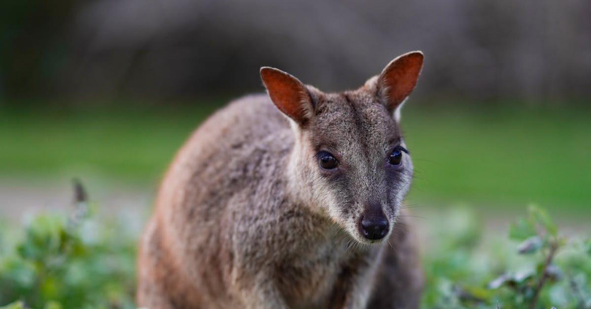 The Benefits of Using a Professional Installer for Synthetic Grass