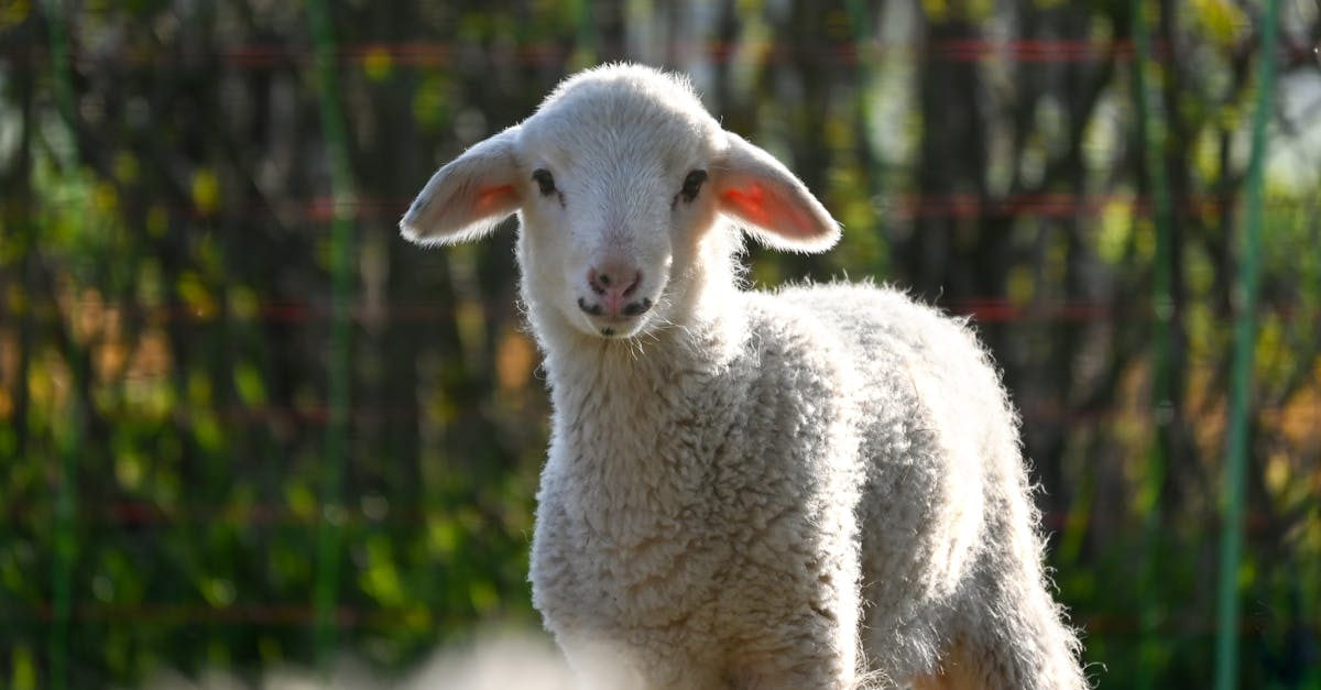 The Contribution of Synthetic Grass to Reducing Urban Heat Islands