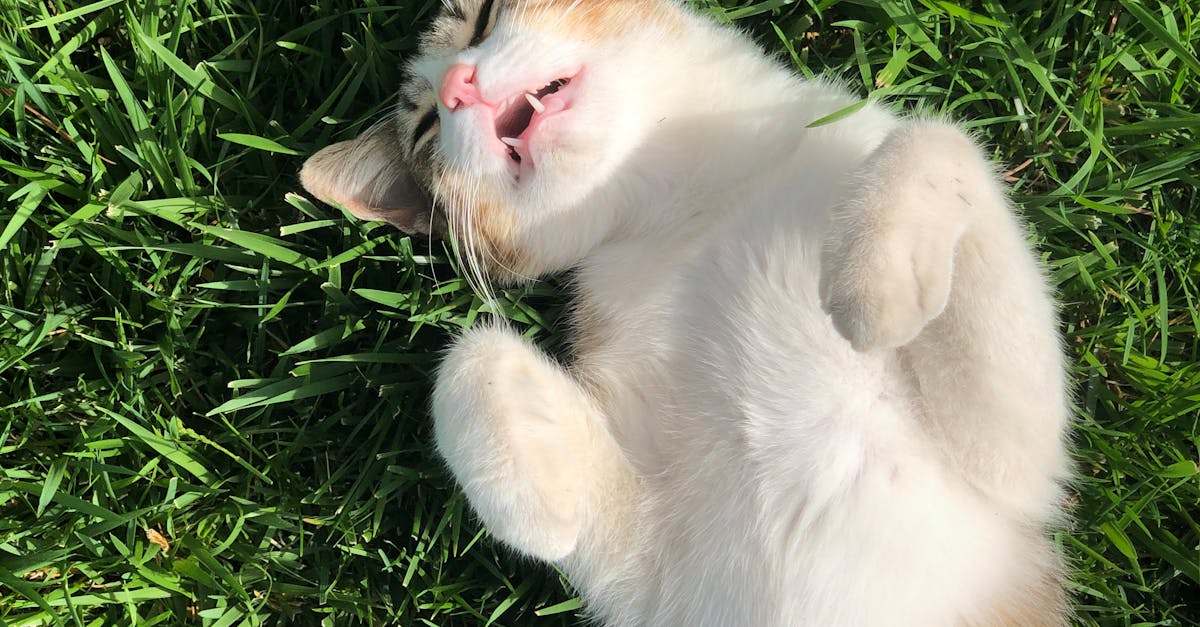 The Role of Synthetic Grass in Modern Urban Landscapes