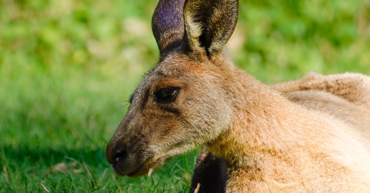 Understanding Seasonal Wear on Synthetic Turf