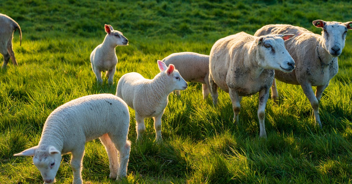 Understanding the Different Types of Synthetic Grass for Gold Coast Homes