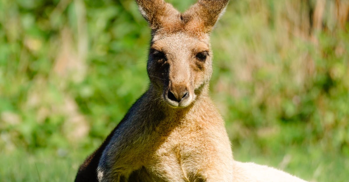 Understanding the Non-Toxic Properties of Synthetic Grass