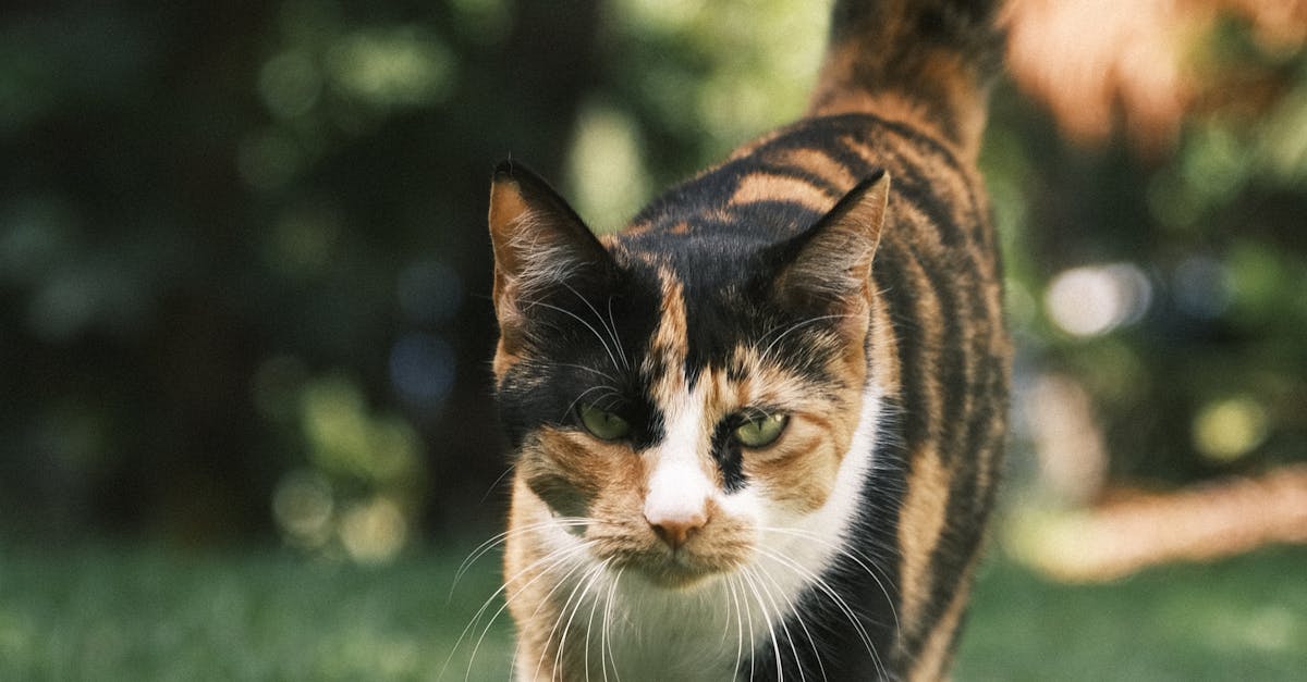 Winter Care Tips for Synthetic Lawns